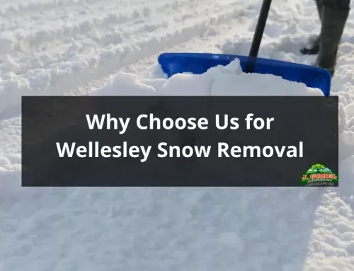 Why Choose Us for Wellesley Snow Removal