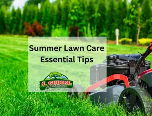 Summer Lawn Care: Essential Tips