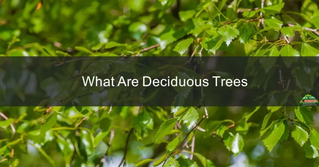What Are Deciduous Trees