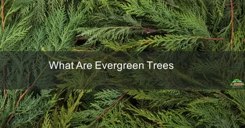 What-Are-Evergreen-Trees