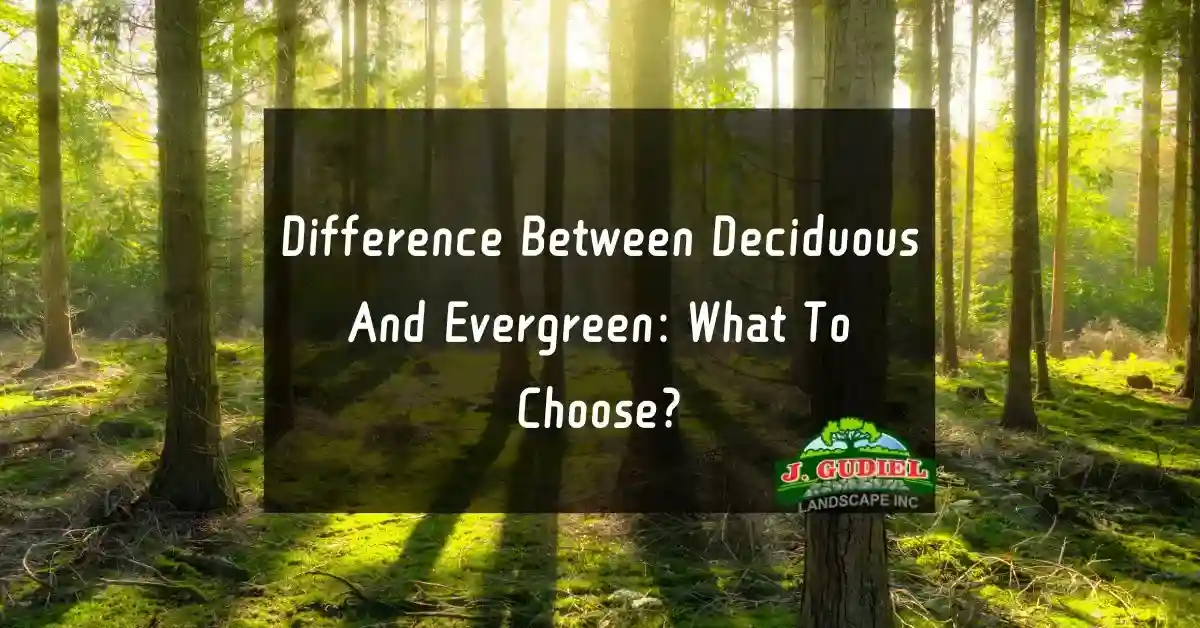 Difference Between Deciduous And Evergreen What To Choose 11zon