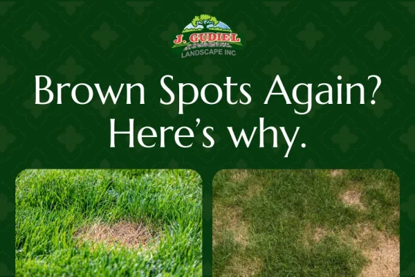 Common-Lawn-Problems-in-Bellingham