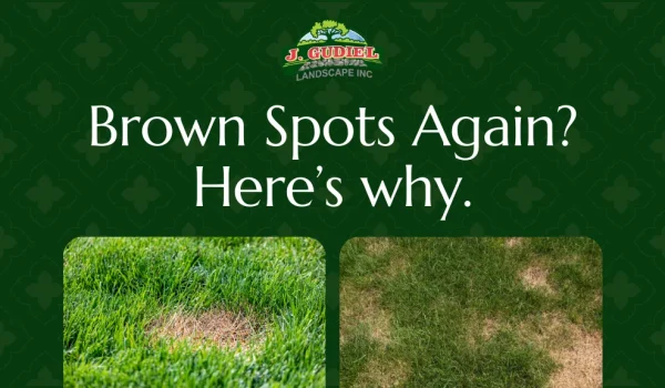 Common-Lawn-Problems-in-Bellingham-MA-And-How-to-Fix-It