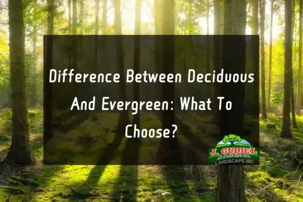 Difference-Between-Deciduous-And-Evergreen-What-To-Choose_11zon