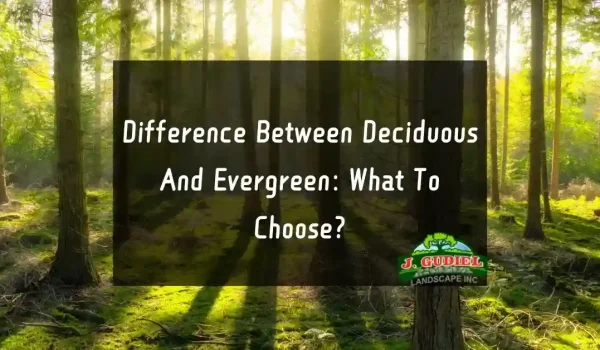 Difference-Between-Deciduous-And-Evergreen-What-To-Choose_11zon