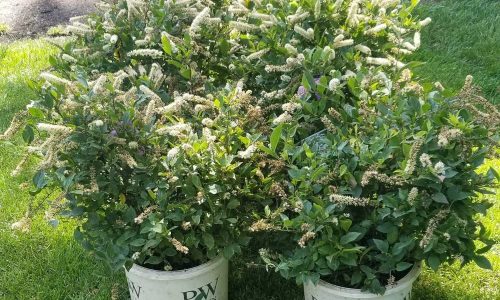 LANDSCAPE-JGUDIEL-10